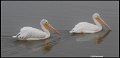_0SB0140american white pelicans in fog